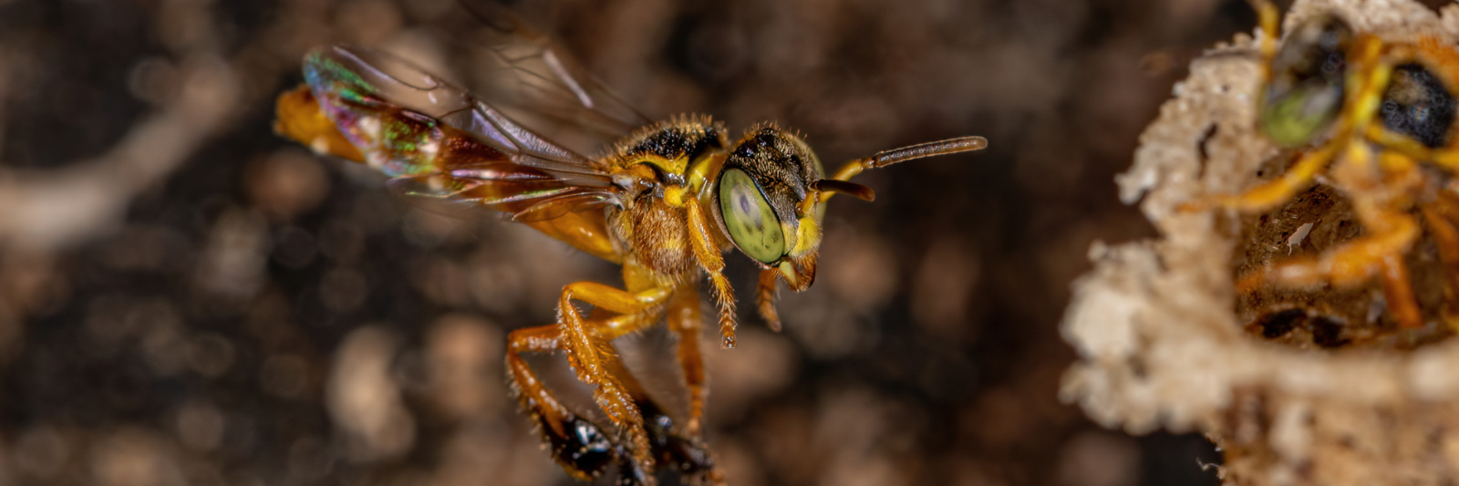 Curso Meliponicultor