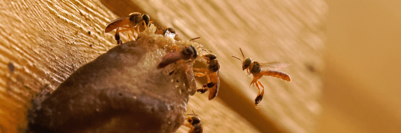 Curso Meliponicultor