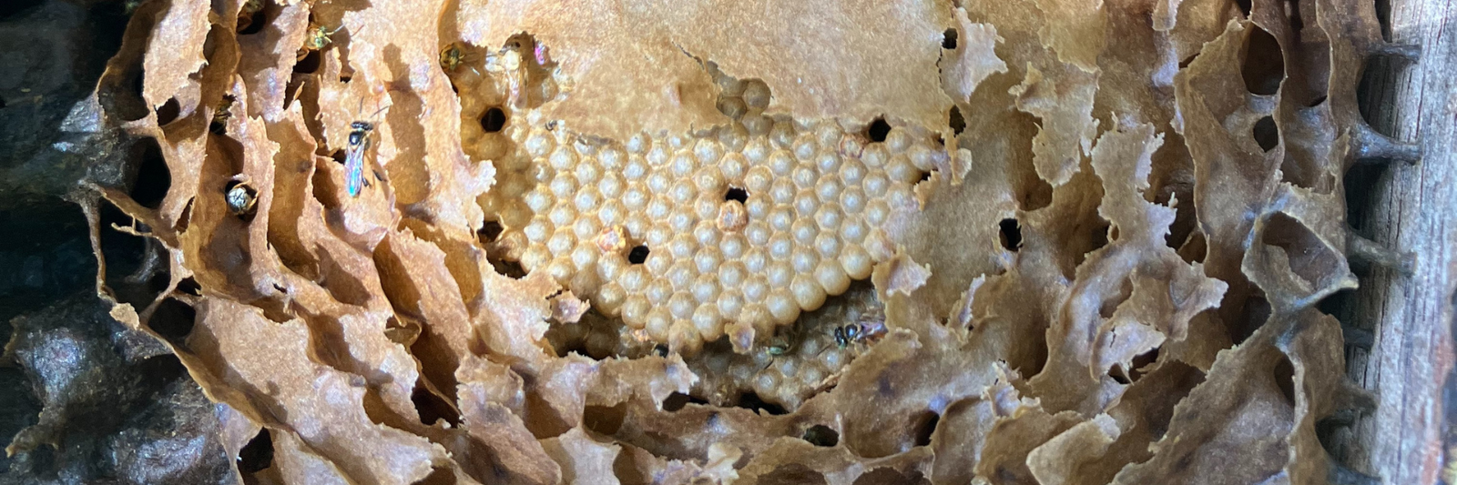 Curso Meliponicultor