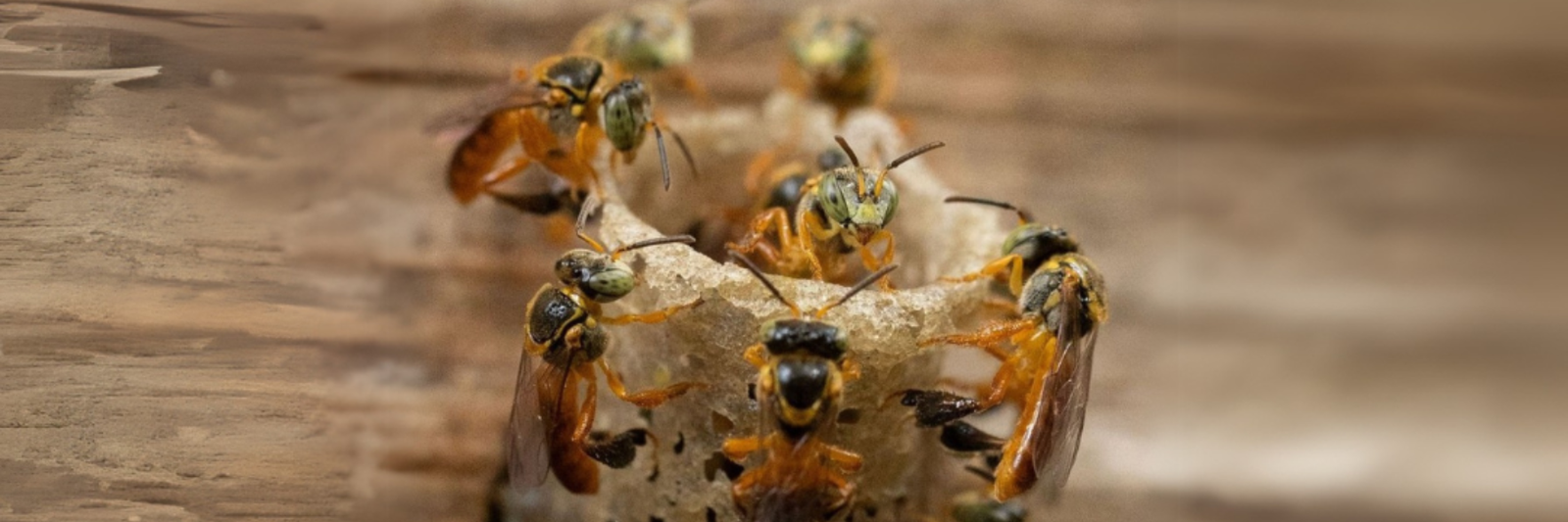 Curso Meliponicultor