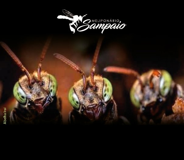 abelhasMapa_Prancheta 1.jpg